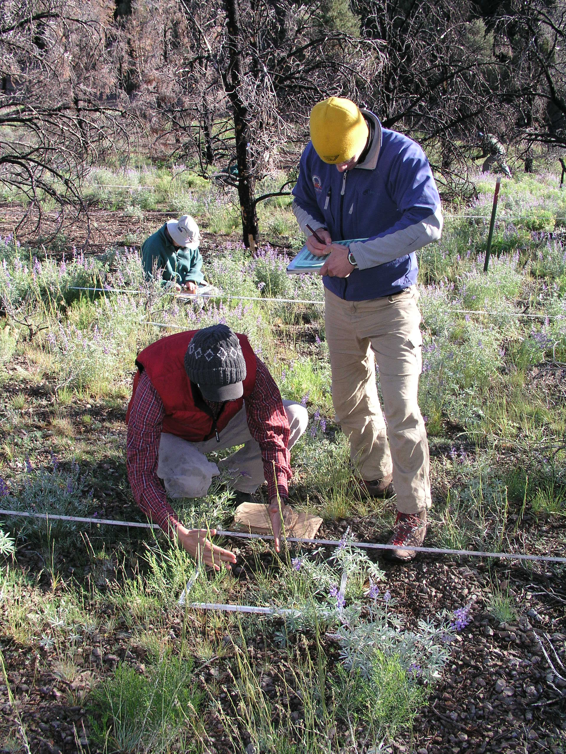 Photo of scientists doing field work in the Great Basin